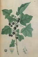 :  > Ryb�z �ern� (Ribes nigrum L.)