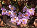 Pokojov� rostliny:  > �afr�n (Crocus)