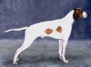 :  > Saint-Germainsk� oha� kr�tkosrst� (Braque Saint-Germain, St.Germain Pointing Dog)