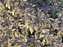 Pokojov� rostliny:  > �alv�j L�ka�sk� (Salvia officinalis)