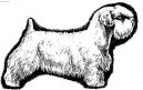 Sealyham teri�r