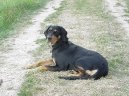 :  > Sedmihradsk� honi�, Transylv�nsk� honi� (Erdelyi Kopo, Transylvanian Hound)