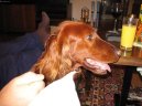 :  > Set�i (Hunting dogs)