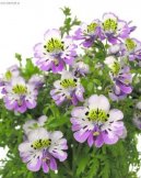 Pokojov� rostliny:  > �izantus (Schizanthus)