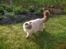 :  > Skotsk� klapouch� ko�ka (Scotish Fold Cat)