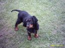 :  > Skotsk� setr, Gordonsetr (Scotch Setter, Gordon Setter)