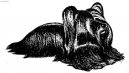 :  > Skye teri�r (Skye Terrier)