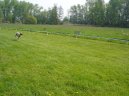 :  > Sloughi, arabsk� chrt (Sloughi, Arabian Chrt)