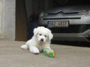 :  > Slovensk� �uva� (Slovak Cuvac)