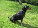 Slovensk� kopov