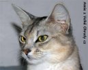 :  > Som�lsk� ko�ka (Somali Cat)