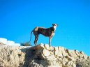 Ps� plemena:  > �pan�lsk� chrt (Spanish Greyhound, Galgo espanol)