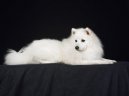 :  > Psi �picovit�ho typu - �picov� (Spitz)