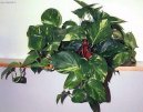 �plhavnice, scindapsus, potos