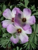 ��avel