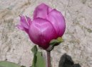 Pokojov� rostliny:  > ��avel (Oxalis adenophylla)