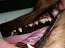 :  > Stomatologie - zubn� v�pln� (Veterin�rn� z�kroky)
