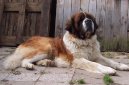 Svatobernarsk� pes