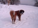 :  > Svatobernarsk� pes (Saint Bernard)
