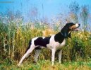 Ps� plemena:  > �v�carsk� honi� (Schweizer Laufhund - Chien Courant Suisse, Swiss Hound)
