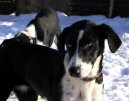 :  > Ta�n� psi (Northern dog)