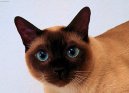 :  > Thajsk� ko�ka (Thai Cat)