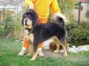Tibetsk� doga