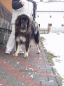 Tibetsk� doga