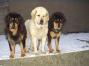 :  > Tibetsk� doga (Tibetan Mastiff)
