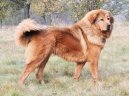 Fotky: Tibetsk� doga (foto, obrazky)