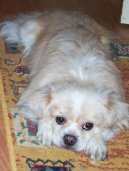 :  > Tibetsk� �pan�l (Tibetan Spaniel)