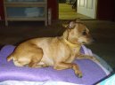 :  > Trpasli�� pin� (Zwergpinscher)