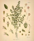 :  > Tymi�n Obecn� (Thymus vulgaris)