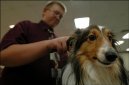 :  > �prava dlouhosrst�ch plemen (Grooming)