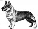 Ps� plemena:  > �v�dsk� valhaund (Swedish Vallhund)