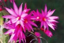 :  > Velikono�n� kaktus (Rhipsalidopsis)