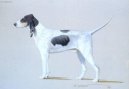 :  > Velk� gasko�sko-saintgeoisk� honi� (Gascon Saintongeois)