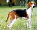 :  > Velk� francouzsko-anglick� trikolorn� honi� (Great Anglo-French Tricolour Hound)