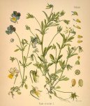 :  > Violka Trojbarevn� (Viola tricolor)
