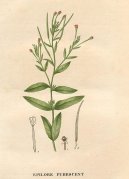 :  > Vrbovka malokv�t� (Epilobium parviflorum Schreb)