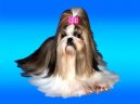 :  > V�stavn� �prava (V�stavn� �prava shih-tzu)