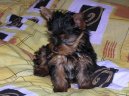 Fotky: York��rsk� terier (foto, obrazky)