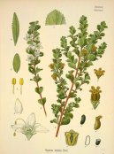 :  > Z�pa�nice B�ezov� (Barosma betulina)