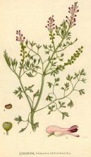 :  > Zem�d�n L�ka�sk� (Fumaria officinalis)