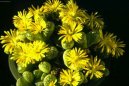 Pokojov� rostliny:  > �iv� kameny (Lithops)