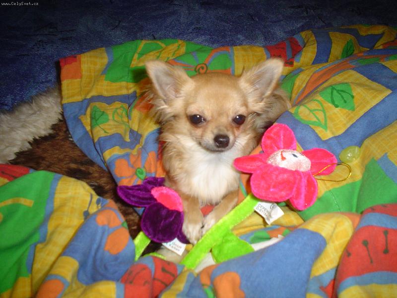 Foto: Zipa