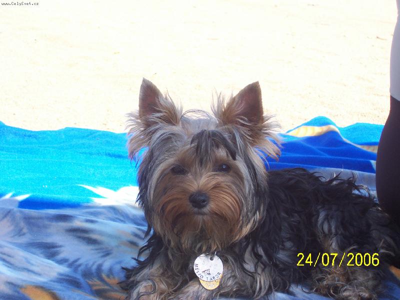 Foto: Bessy