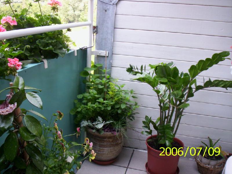 Foto: Dvoulet� Zamiokulkas-letn�n� na balkon� 2
