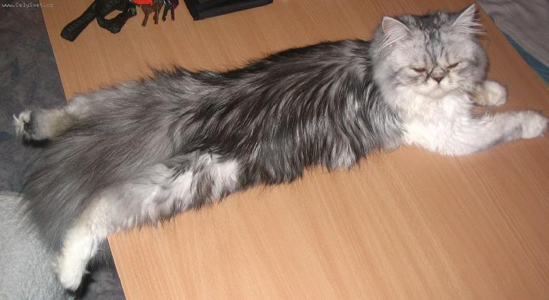 Foto: Siesta