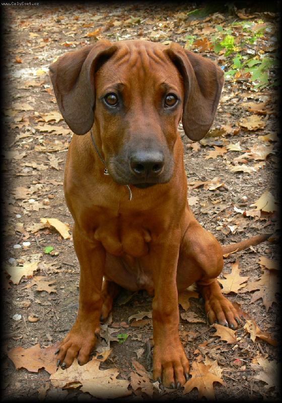Foto: Banty
